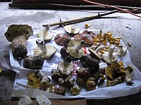 foto-miro-242.JPG