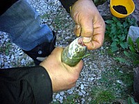 Chalupa-Lívia-16.JPG Chalupa-Lívia-16.JPG